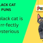 Black Cat Puns