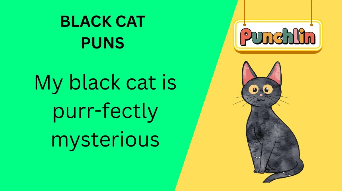 Black Cat Puns