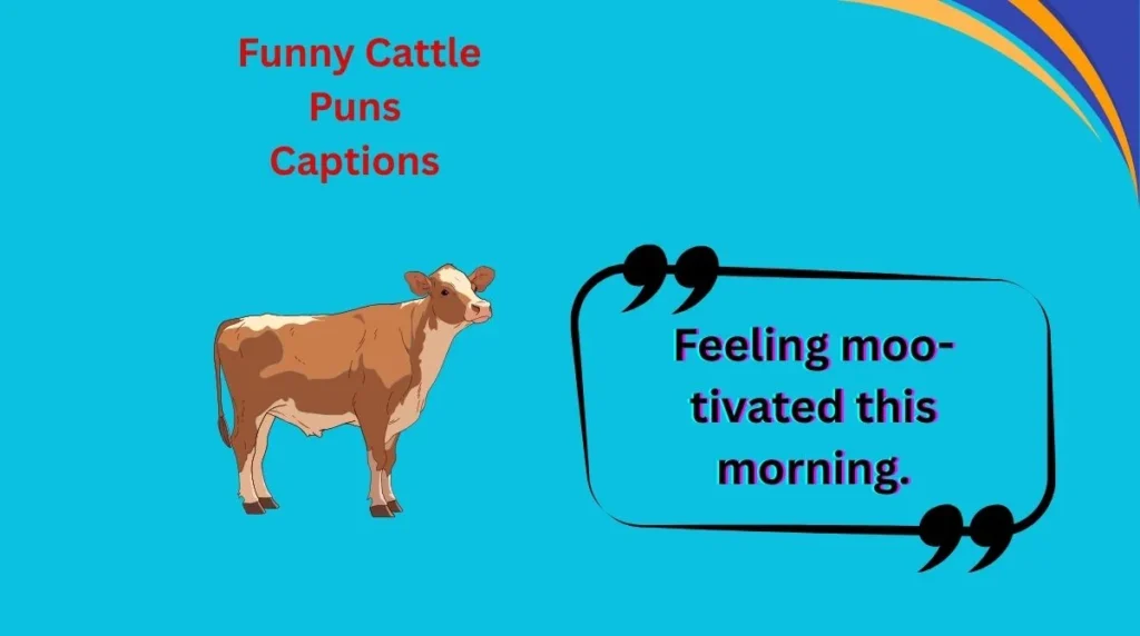  Funny Cattle Puns Captions